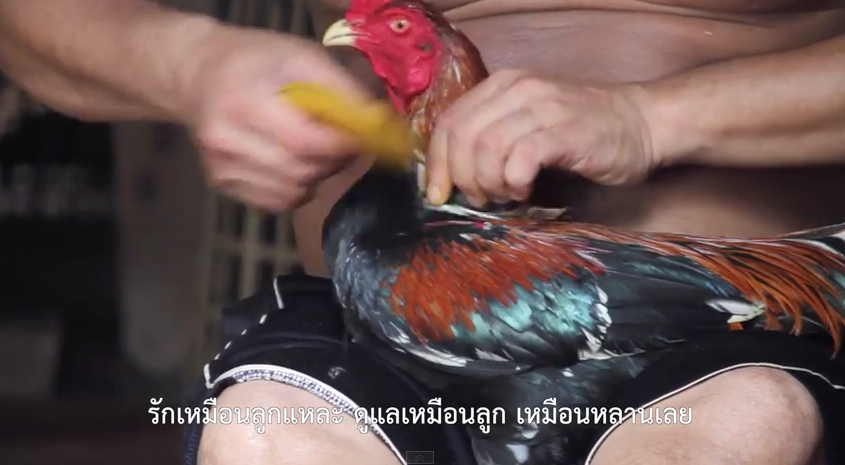 สารคดี ไก่ชน